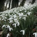 More Snowdrops  by foxes37