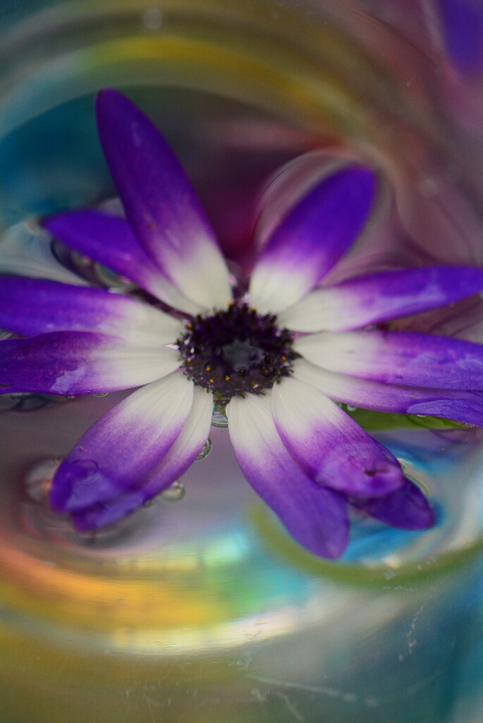 Senetti flower floating........ by ziggy77
