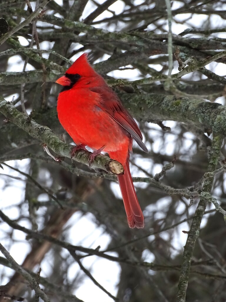 Mr. Cardinal by brillomick