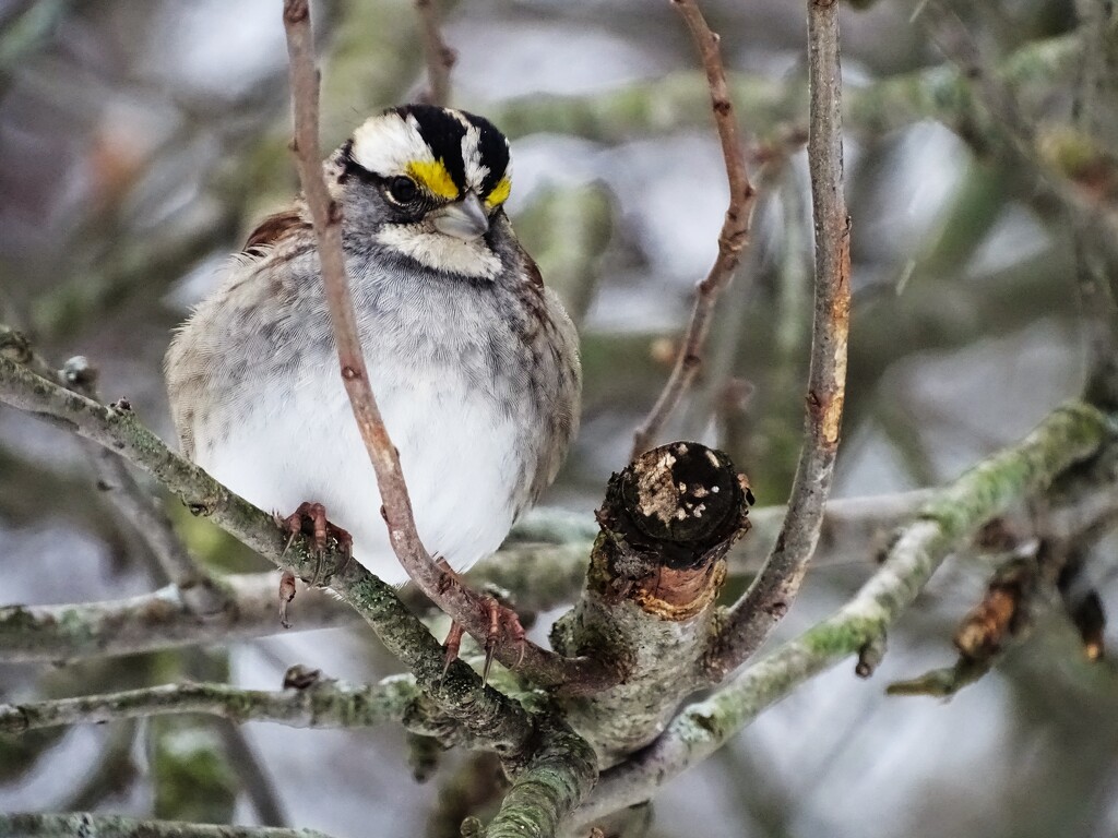White Throated Sparrow by brillomick