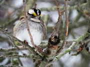 11th Feb 2022 - White Throated Sparrow