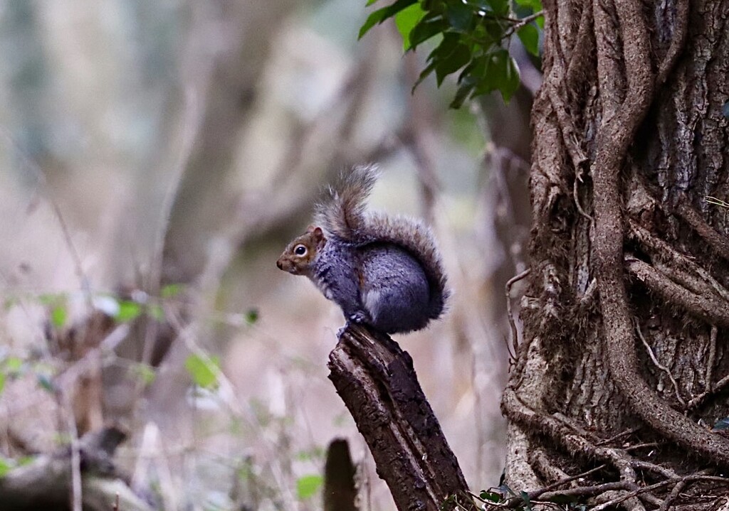 Hartsholme Squirrel  by carole_sandford