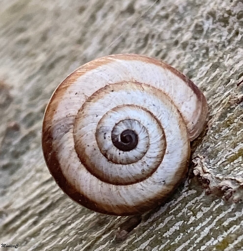 Tiny snail by monicac
