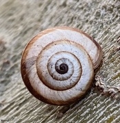 16th Feb 2022 - Tiny snail