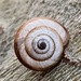 Tiny snail by monicac