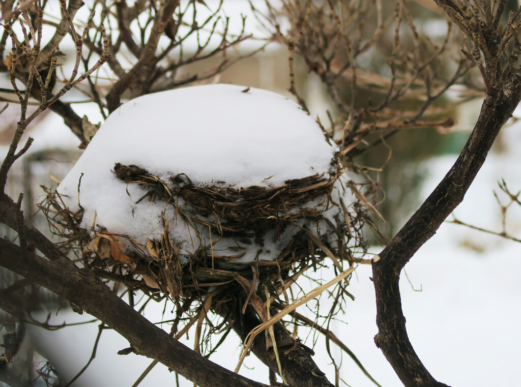 Abandoned Bird's Nest by april16