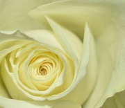 16th Feb 2022 - A pretty rose