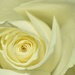 A pretty rose by anitaw