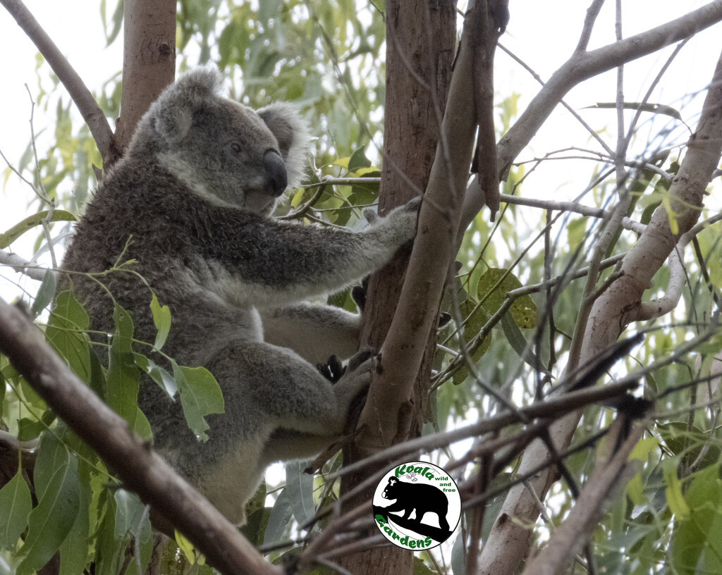 put yer feet up by koalagardens