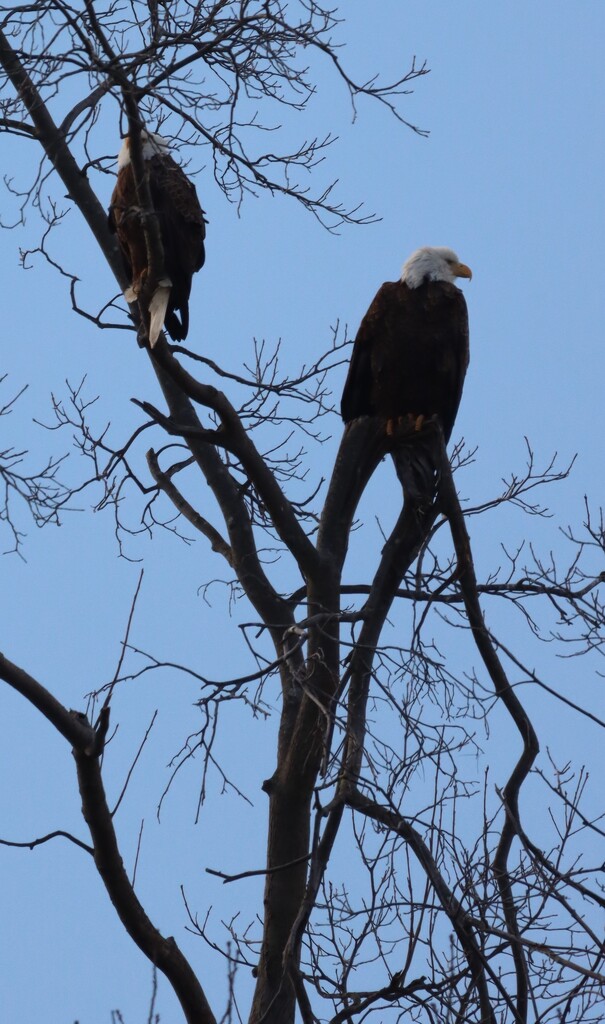 Eagle pair in tree by pfaith7