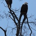 Eagle pair in tree by pfaith7