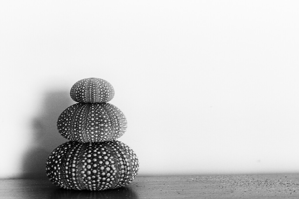 Three Urchins by yorkshirekiwi