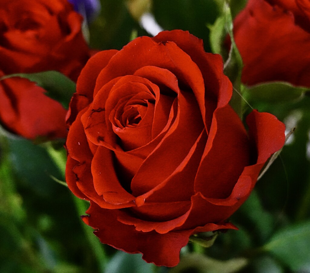 Red Rose by tonygig