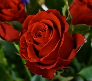 12th Feb 2022 - Red Rose