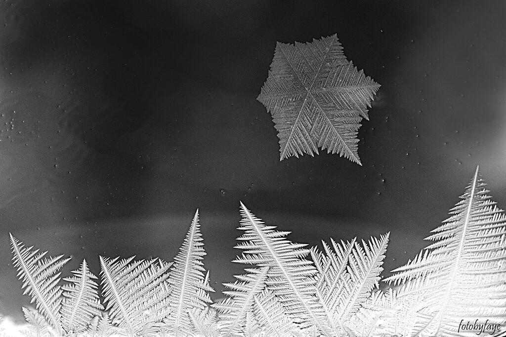 Frosty forest by fayefaye