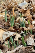 16th Feb 2022 - Here come the daffodils