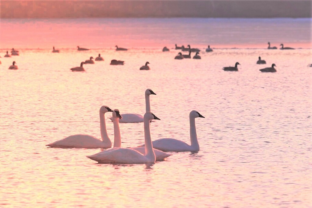 Swans Swimming by lynnz