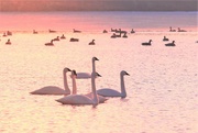 16th Feb 2022 - Swans Swimming