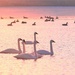 Swans Swimming by lynnz