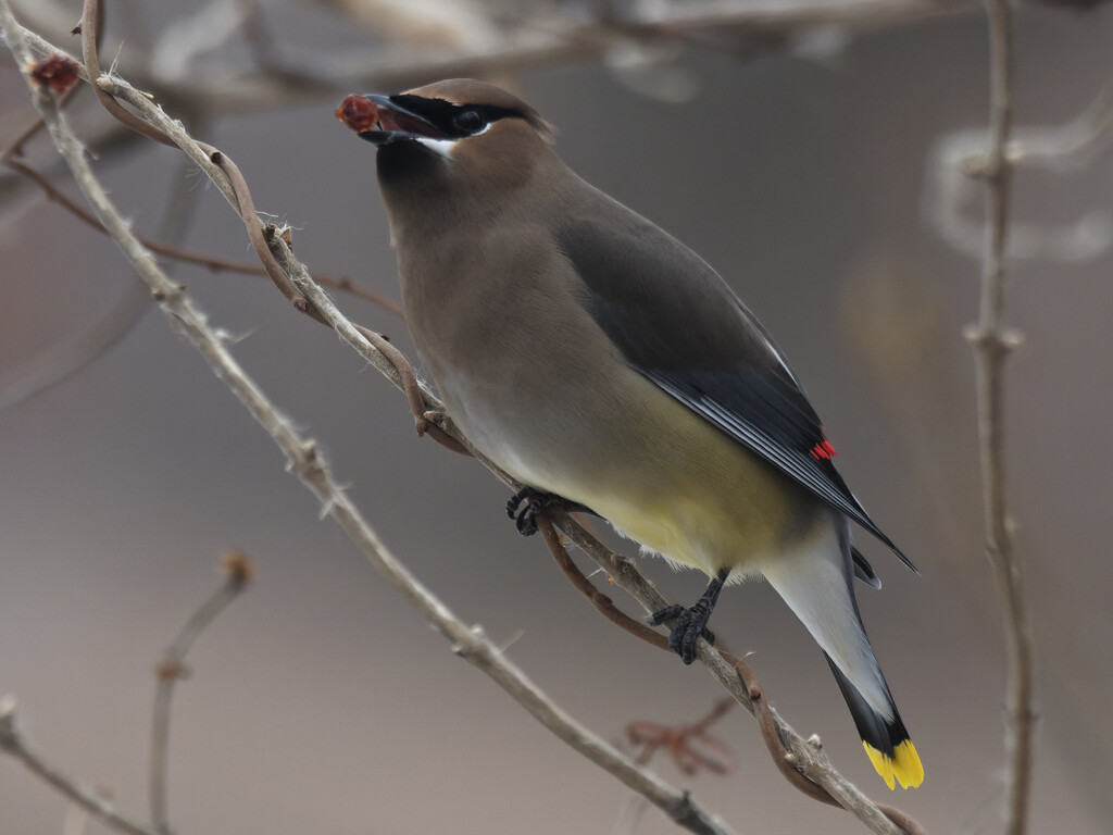 cedar waxwing with a berry_DxO by rminer