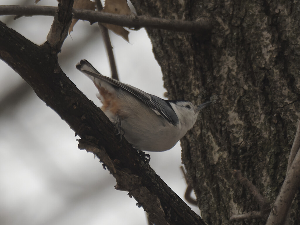 white breasted nuthatch by rminer