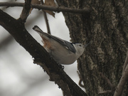 16th Feb 2022 - white breasted nuthatch