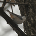 white breasted nuthatch by rminer