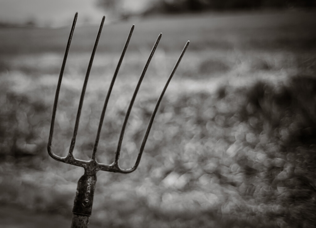 FoR2022: Day 16 - Fork and Bokeh by vignouse