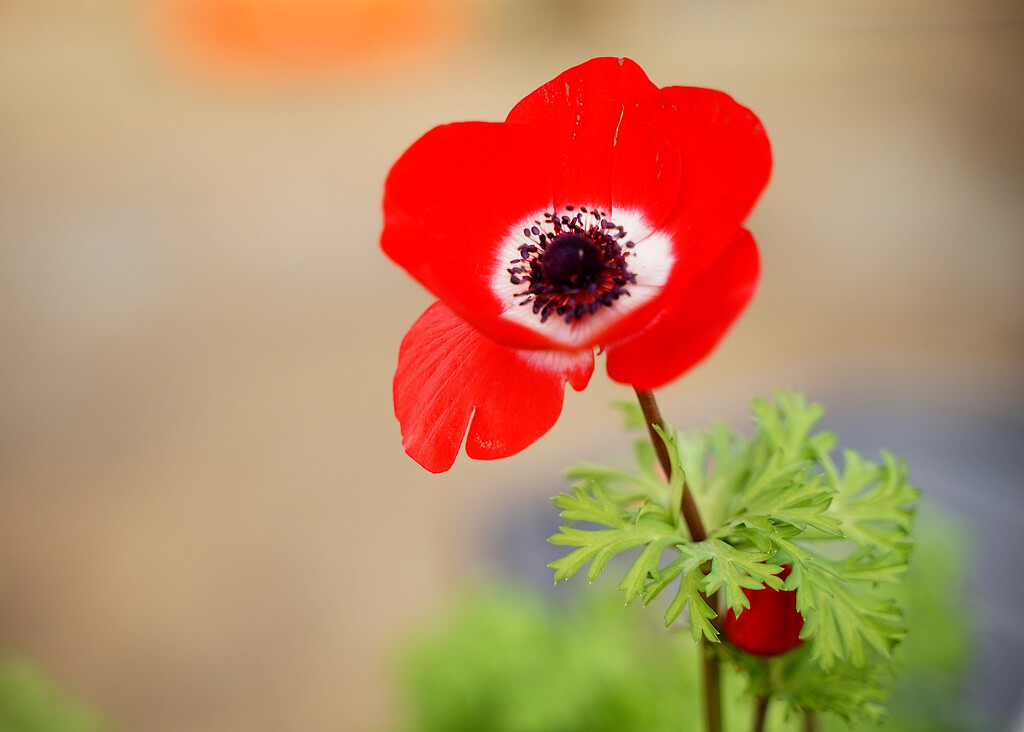 Red Anemone by phil_howcroft