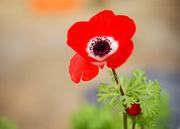 16th Feb 2022 - Red Anemone