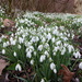 A field of snowdrops by yorkshirelady