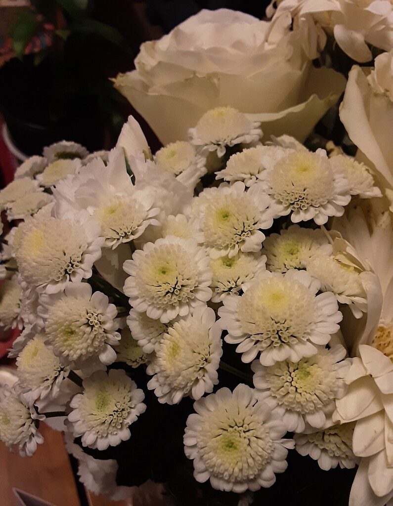 White cushion chrysanthemums.  by grace55