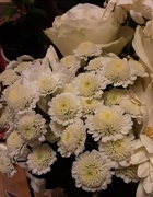 11th Feb 2022 - White cushion chrysanthemums. 