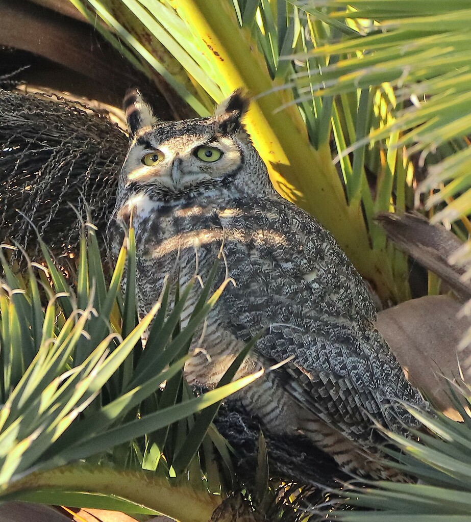 Great Horned Owl Keeping an Eye on Us by markandlinda