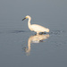 Snowy Egret by nicoleweg