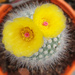 Notocactus scopa by annied
