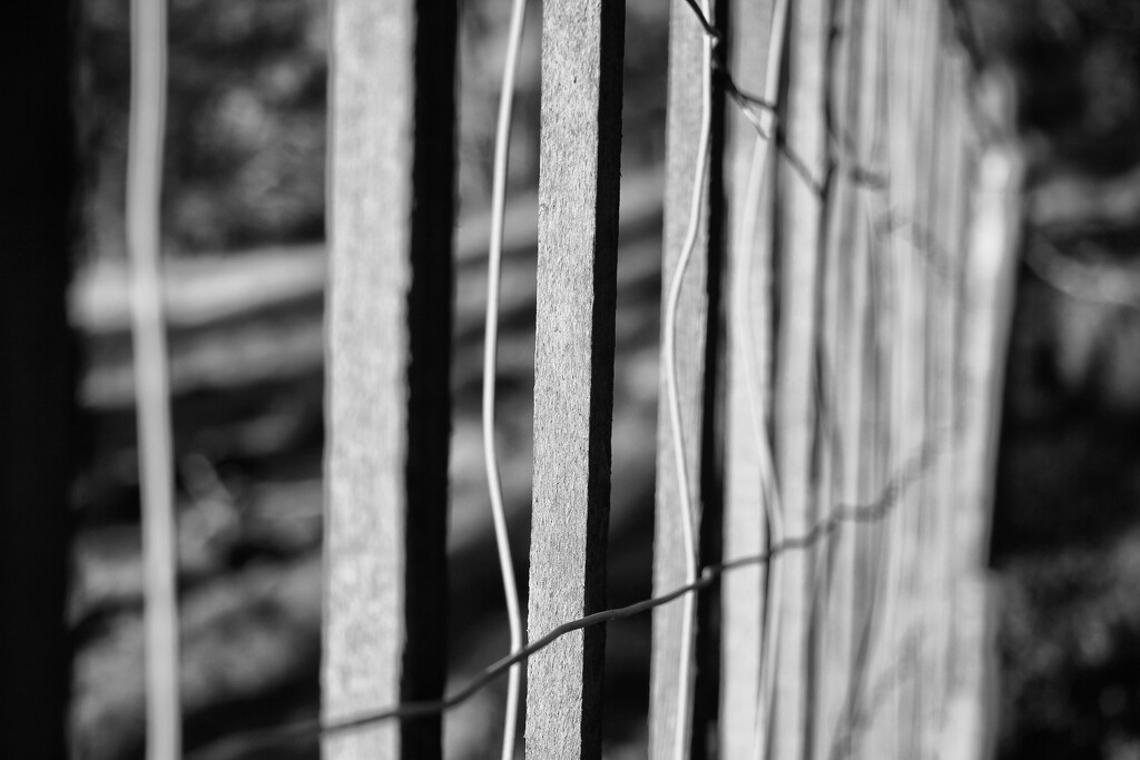 Lines on a Deer Fence by jamibann