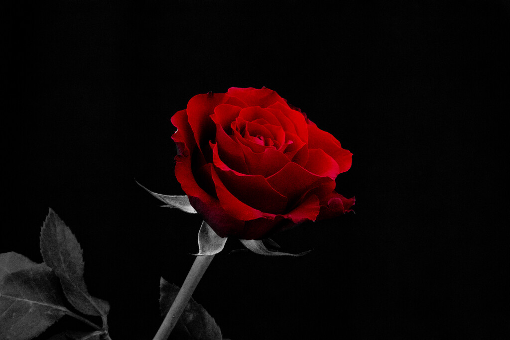 Flash of Red 2022 - Selective Colour by phil_sandford