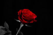 17th Feb 2022 - Flash of Red 2022 - Selective Colour