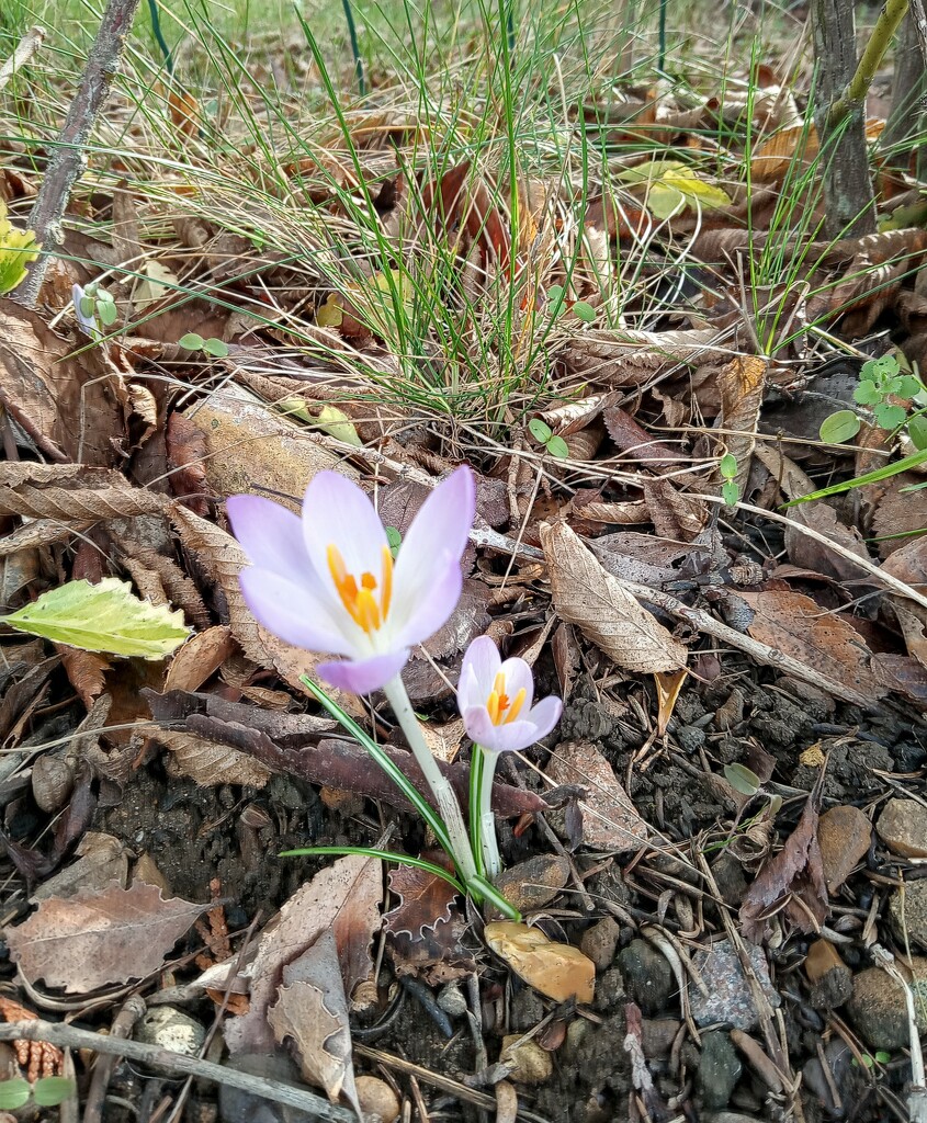 Winter..crocus by 365projectorgjoworboys