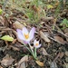 Winter..crocus by 365projectorgjoworboys