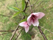 12th Feb 2022 - Georgia Peach Blossom