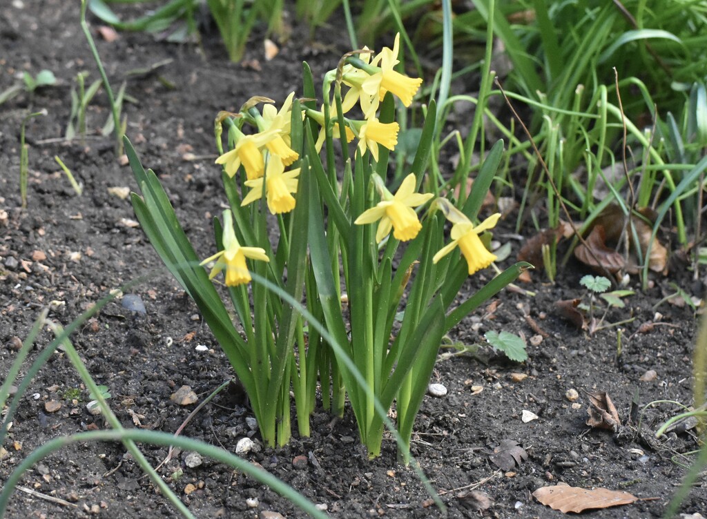 Daffodils in the garden  by rosiekind
