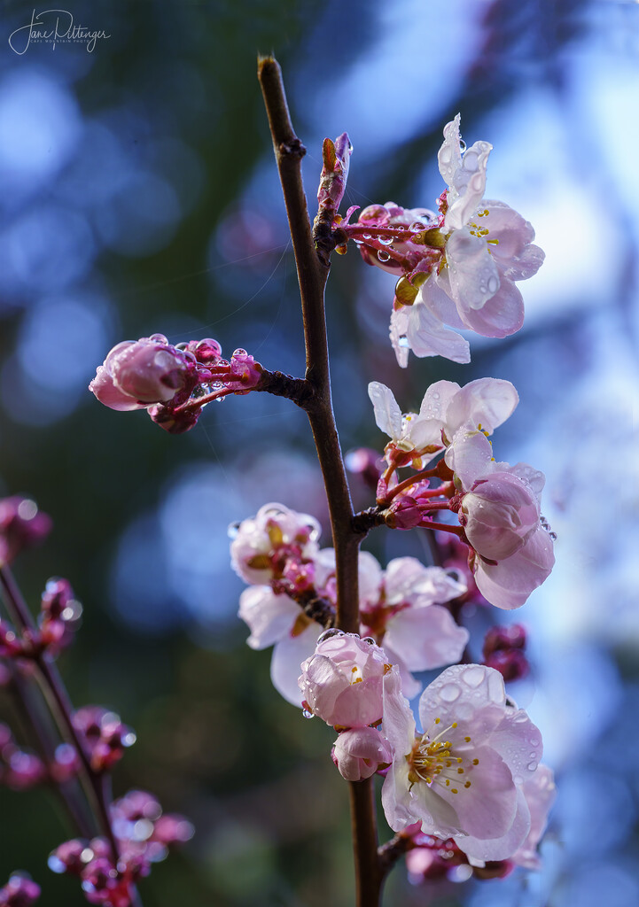 Plum Blossoms by jgpittenger