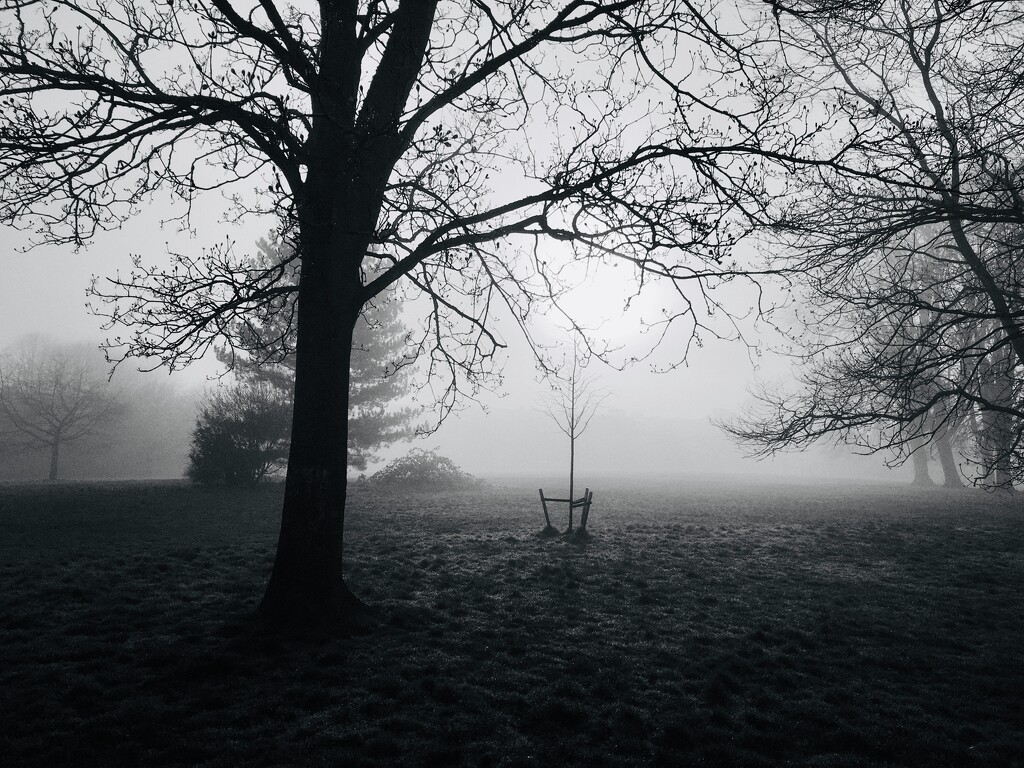 Misty morning local park by sjc88