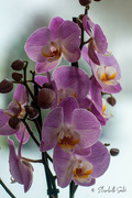 17th Feb 2022 - Orchid