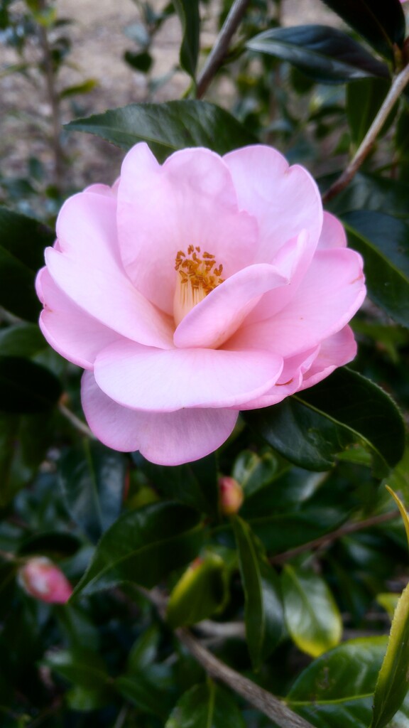 My pale pink camellias... by marlboromaam