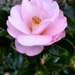 My pale pink camellias... by marlboromaam