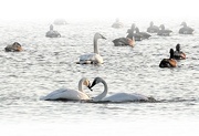 17th Feb 2022 - Swan Love