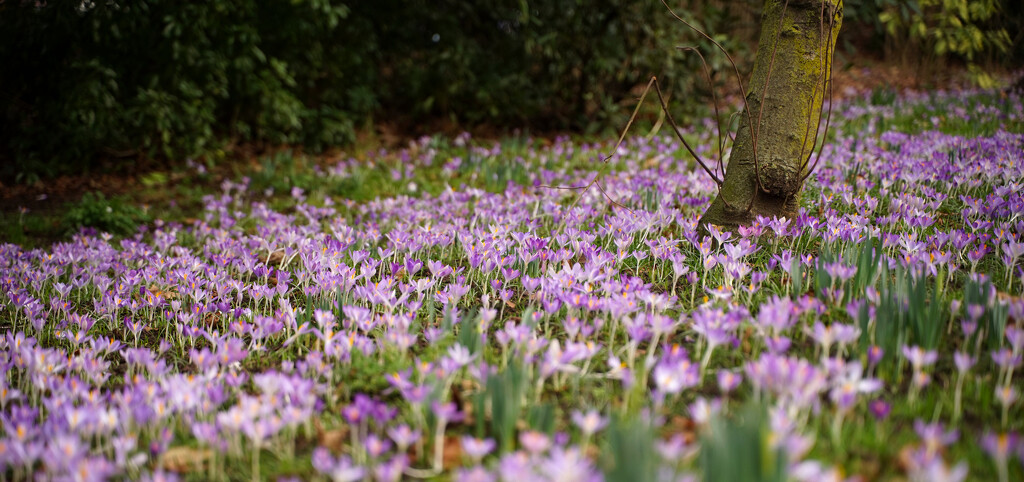 A carpet of Croci by phil_howcroft
